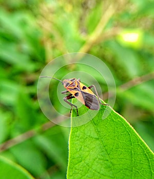 winged insects  orange and black  perched on green leaves