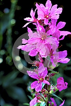 Winged Loosestrife  18088