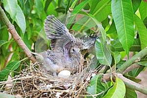 Winged newborn bird and the one egg in bird`s nest on tree branch