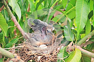 Winged newborn bird and the one egg in bird`s nest on tree branch