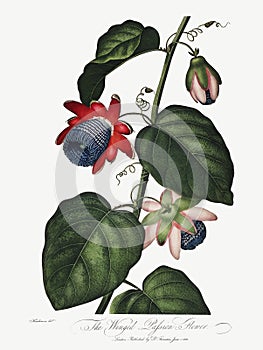 The Winged Passion Flower illustration