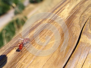 Winged red fire ant