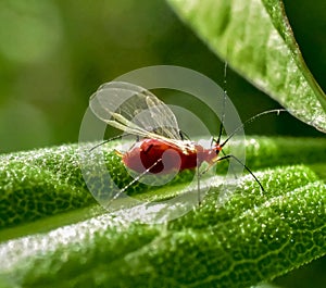 Winged Red Insect photo
