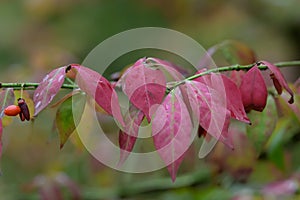 Winged spindle Euonymus alatus, red autumn foliage photo