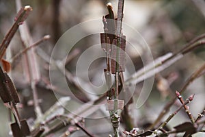 Winged spindle tree