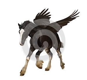 Winged stallion (Pegasus)