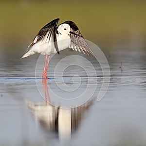 Winged stilt
