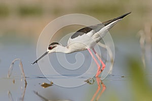 Winged Stilt