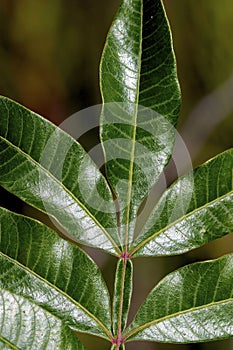 Winged Sumac  602184