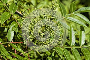 Winged Sumac Leaves and Buds - Rhus copallinum photo
