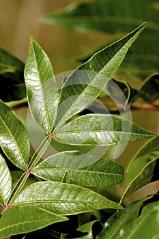 Winged Sumac  602183 photo