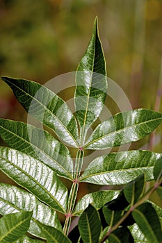 Winged Sumac  602185 photo