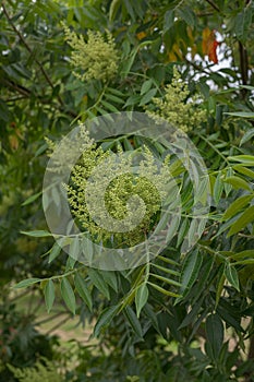 Winged sumac Rhus copallinum, budding flowers photo