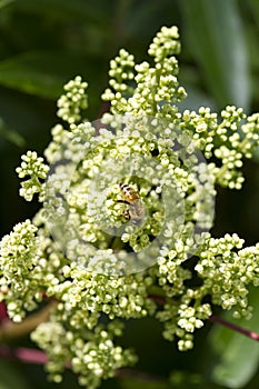Winged Sumac Rhus copallinum Wildflowers with Bee