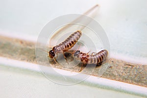 Winged termites