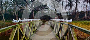 Winged Wonders: Gulls on the Bridge