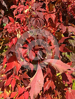 Wingerd leaves autumn colors