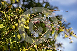 Wingleaf Soapberry Fruits