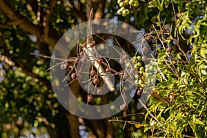 Wingleaf Soapberry Fruits