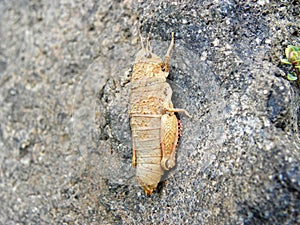 Wingless grasshopper on black rock photo