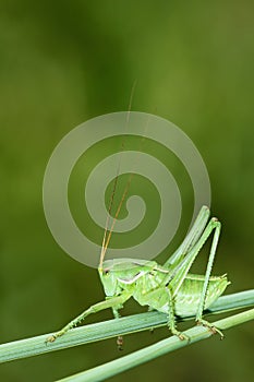 Wingless longhorned grasshopper