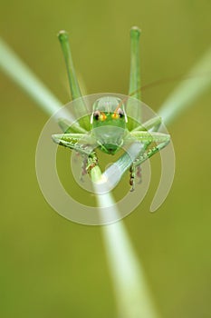 Wingless longhorned grasshopper