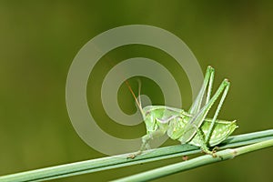 Wingless longhorned grasshopper