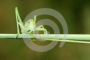 Wingless longhorned grasshopper
