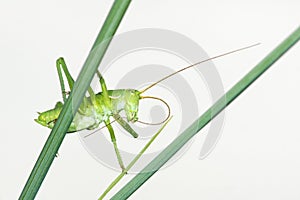 Wingless longhorned grasshopper photo
