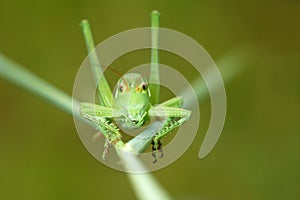 Wingless longhorned grasshopper photo