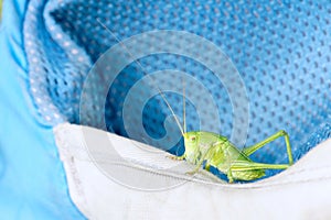 wingless longhorned grasshopper