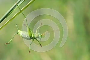 Wingless longhorned grasshopper photo