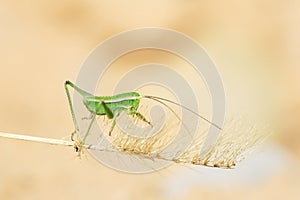 Wingless longhorned grasshopper nymph