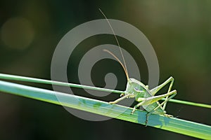 Wingless longhorned grasshopper nymph photo