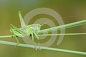 Wingless longhorned grasshopper photo