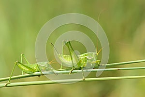 Wingless longhorned grasshopper photo