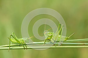 Wingless longhorned grasshopper photo