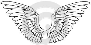 Wings photo