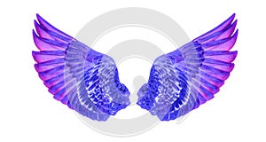 Wings of birds isolated on white background