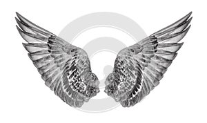 Wings of birds isolated on white background