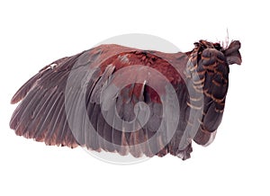 Wings of birds on white background