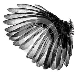 Wings of birds on white background