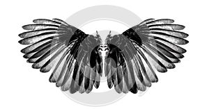 Wings of birds on white background