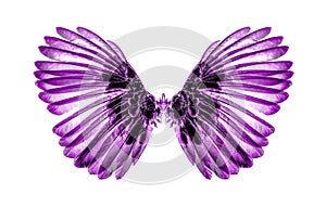 Wings of birds on white background