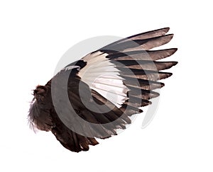 Wings of birds on white background