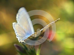 Wings of a Butterfly