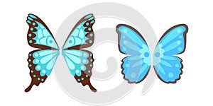 Wings butterfly animal feather pinion blue freedom flight and natural hawk life peace design flying element