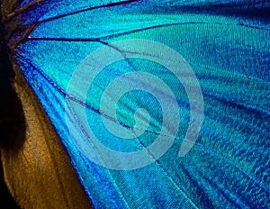 Wings of a butterfly Morpho texture background.