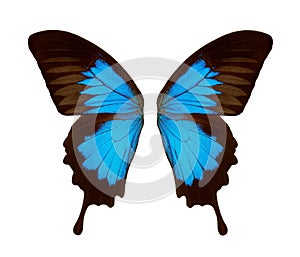 Wings of a butterfly Ulysses. Ulysses butterfly wings isolated on a white background.