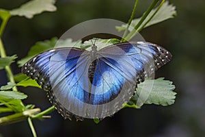 Wings of Common Blue Morpho Butterfly